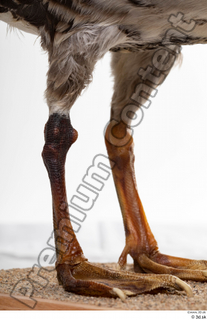 Greater white-fronted goose Anser albifrons leg 0009.jpg